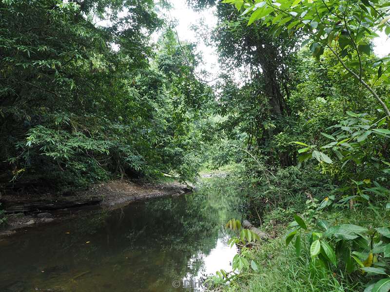 maleisie borneo tabin wildlife reserve jungle