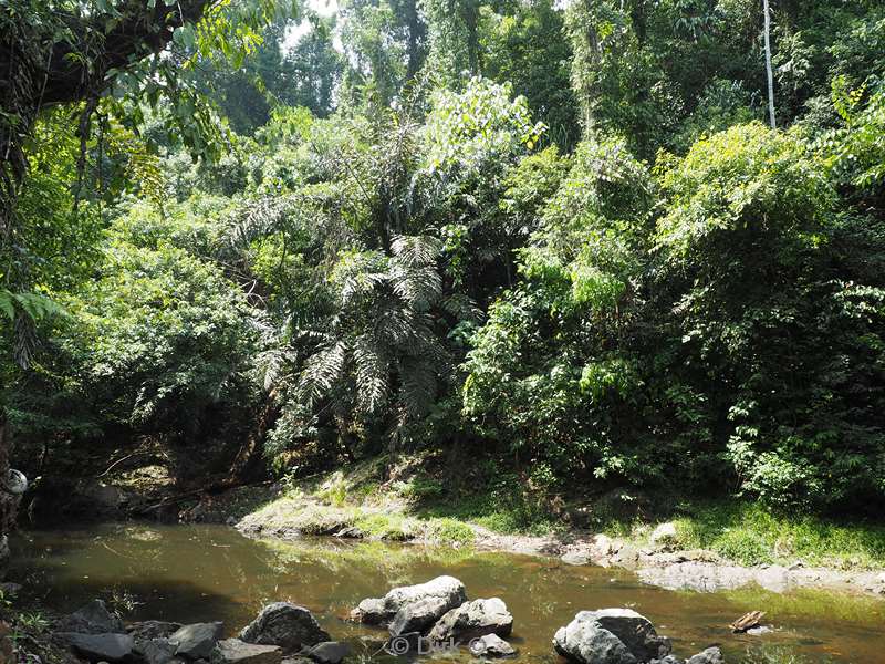 maleisie borneo tabin wildlife reserve jungle
