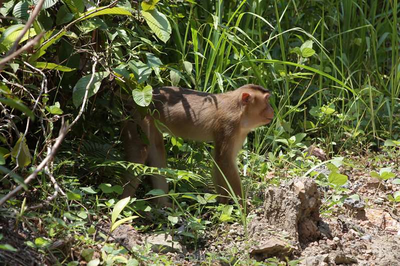 maleisie borneo tabin wildlife reserve pigtail macaques