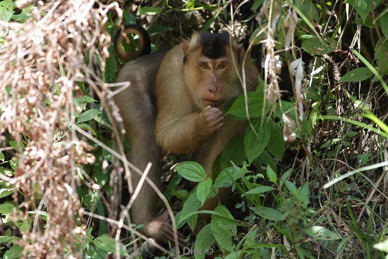 malaysia borneo tabin wildlife reserve pigtail macaques