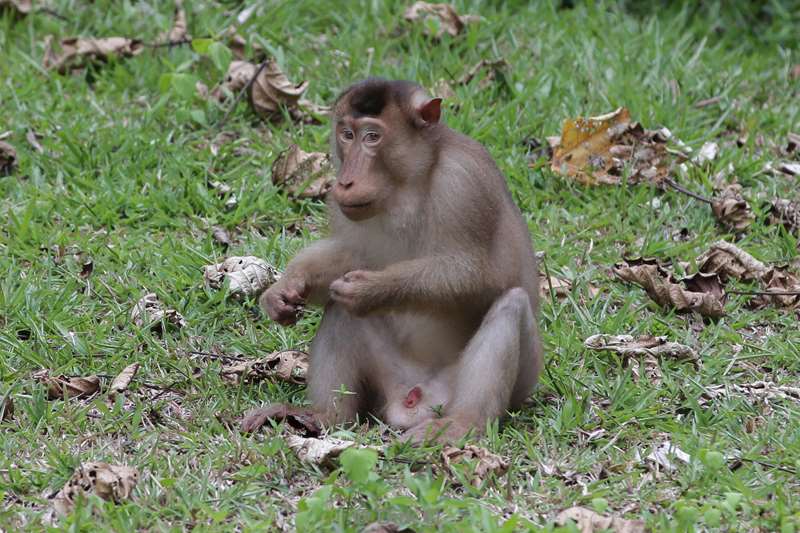 maleisie borneo tabin wildlife reserve pigtail macaques
