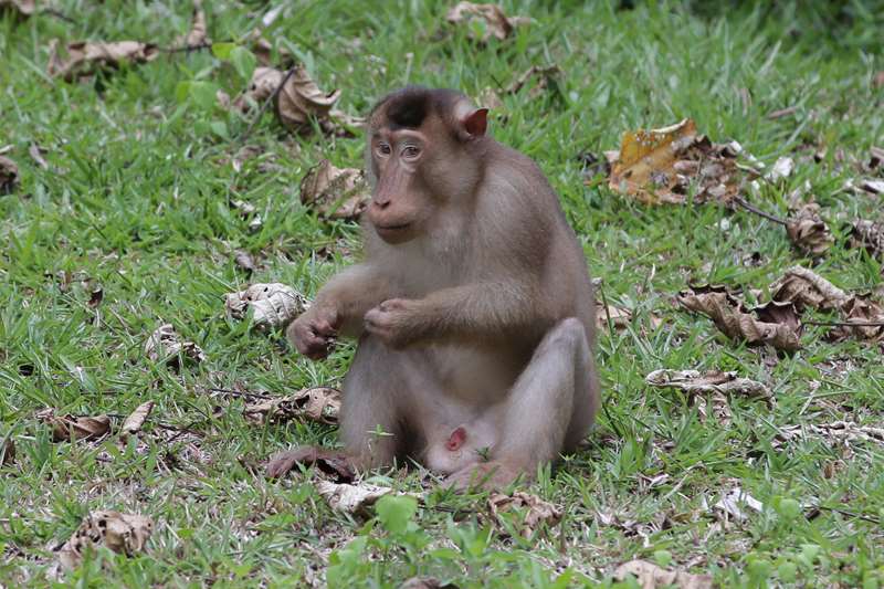 malaysia borneo tabin wildlife reserve pigtail macaques