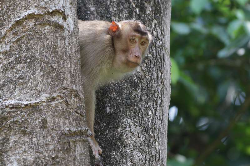 malaysia borneo tabin wildlife reserve pigtail macaques