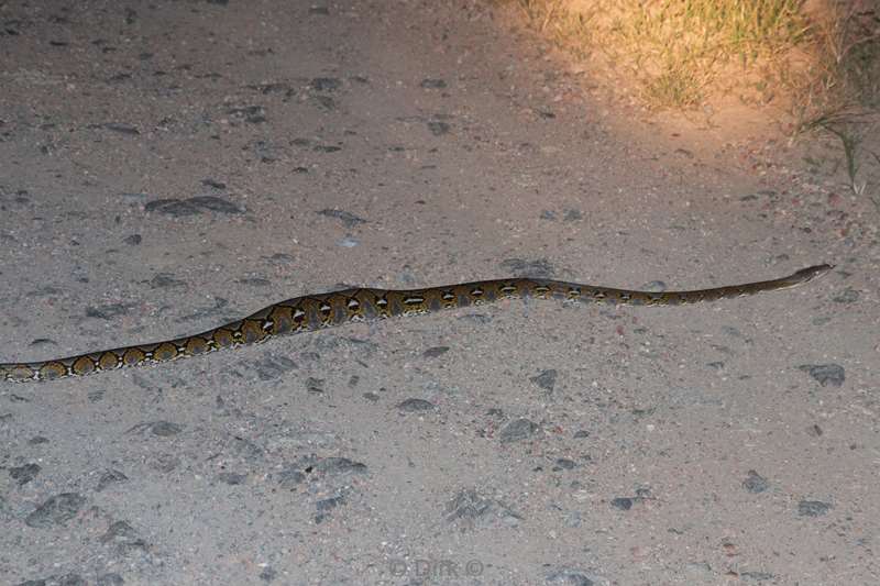 maleisie borneo tabin wildlife reserve python