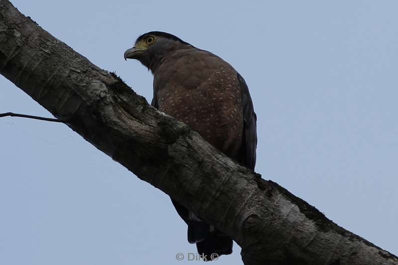 maleisie borneo tabin wildlife reserve roofvogel