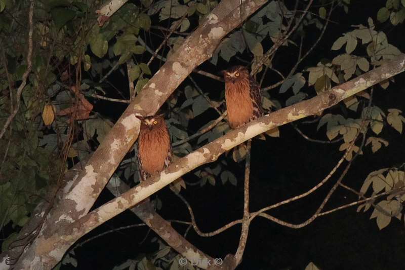 maleisie borneo tabin wildlife reserve uilen