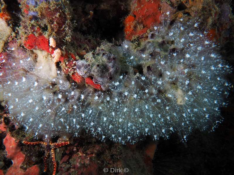 duiken mabul kapalai transparent tunicates