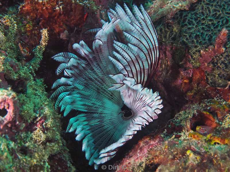 duiken mabul tube-worm