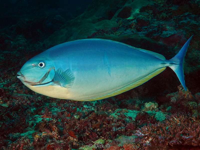 duiken sipadan unicornfish