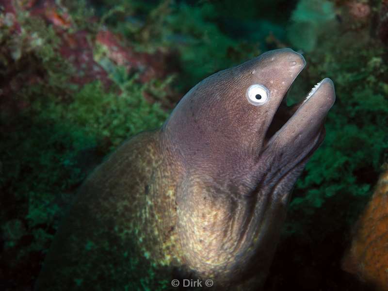 duiken mabul white eyed moray