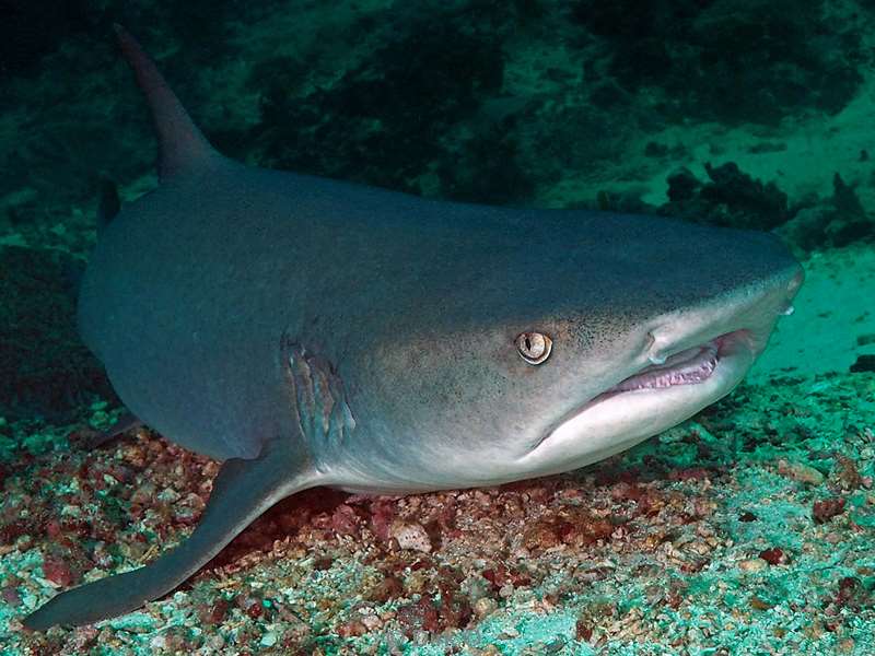 duiken sipadan whitetip reef shark