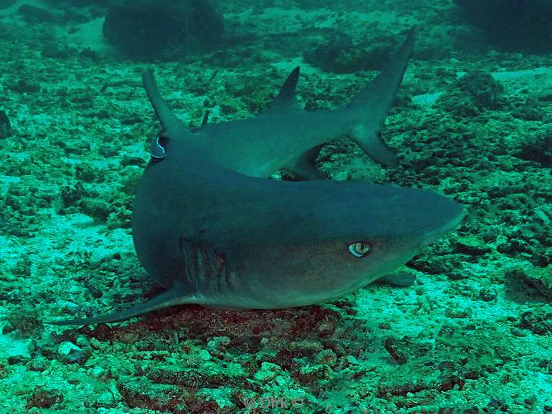 sipadan whitetip reef shark