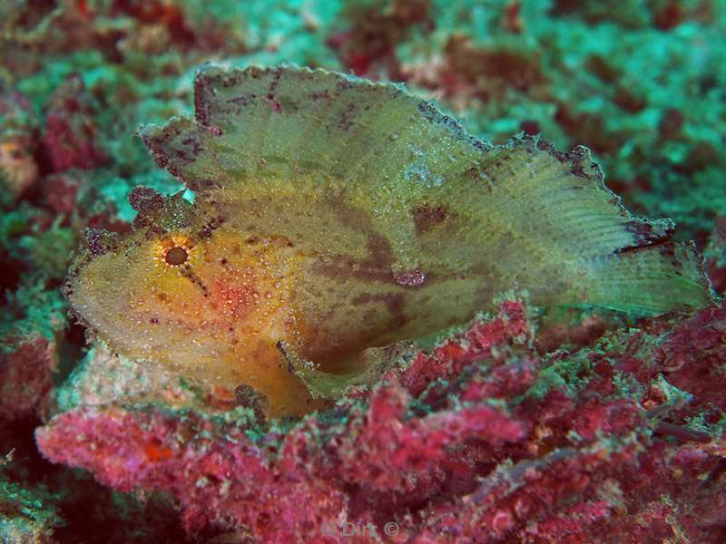 duiken mabul kapalai yellow leaf fish