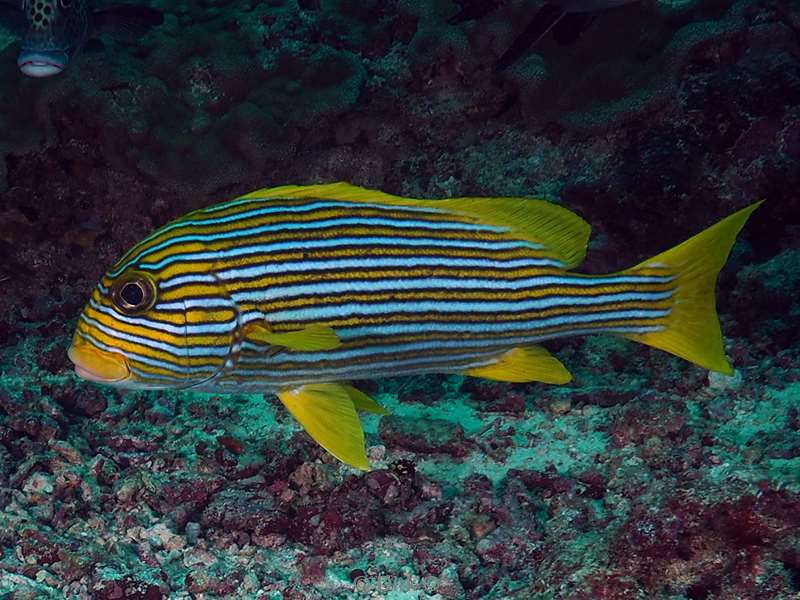 mabul yellow ribbon sweetlipfish