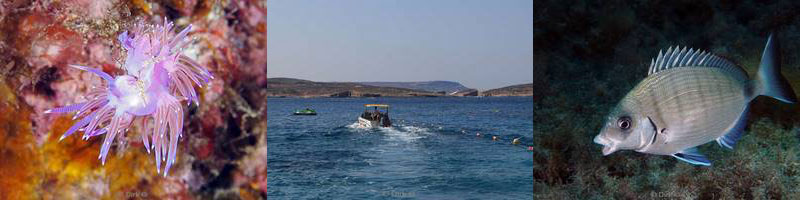 gozo duiken duikplaats comino caves