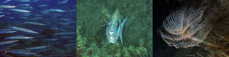 gozo duiken duikplaats anchor reef