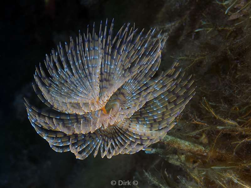 duiken gozo