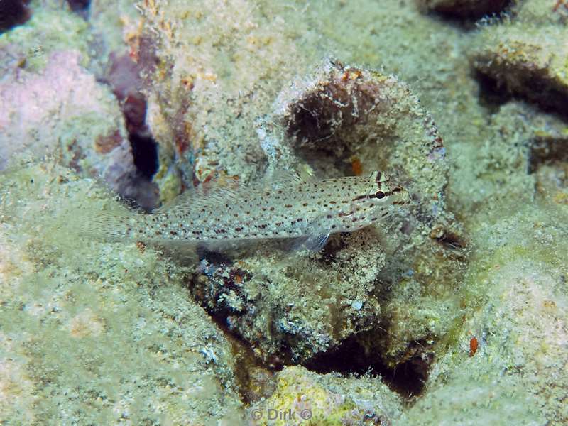 duiken malta ship wreck x127