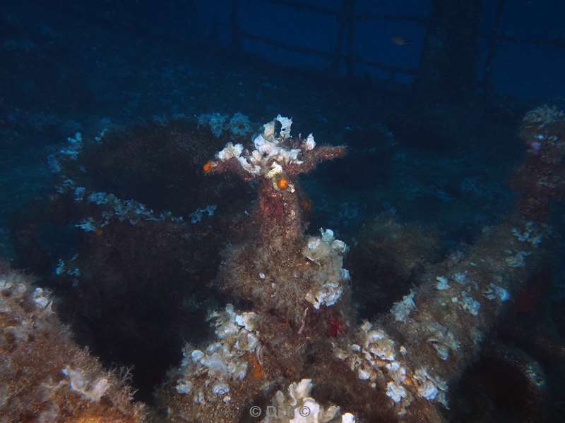 duiken malta ship wreck um el faroud