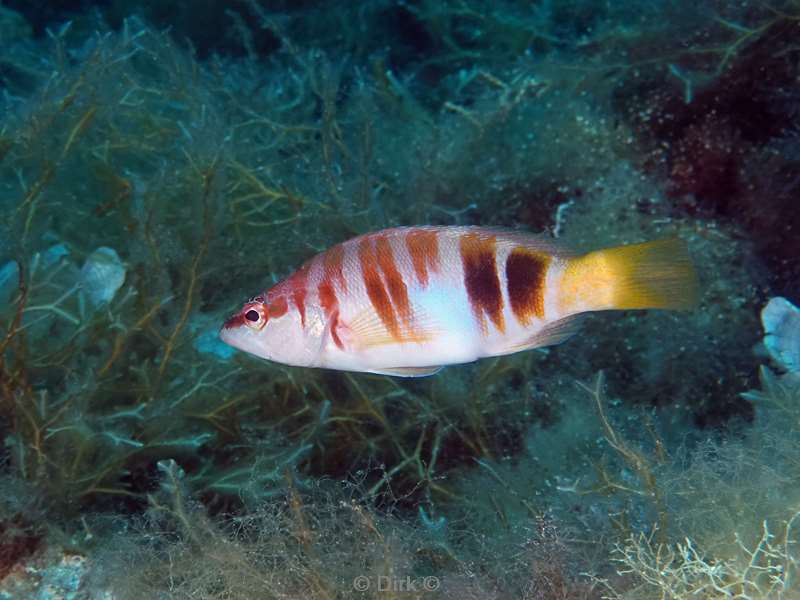 duiken malta zurrieq vallyin