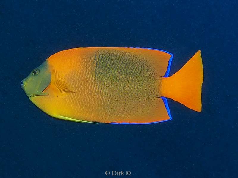 duikenroca partida anglefish