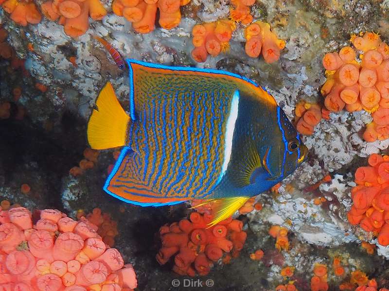 diving los islotes sea of cortez anglefish