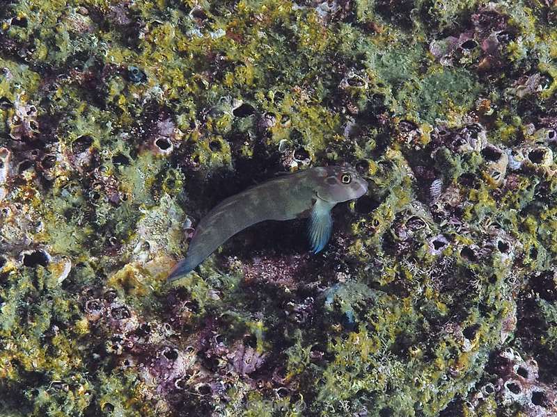 diving los islotes sea of cortez blenny fish