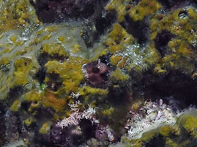 diving la reyna sea of cortez blenny fish