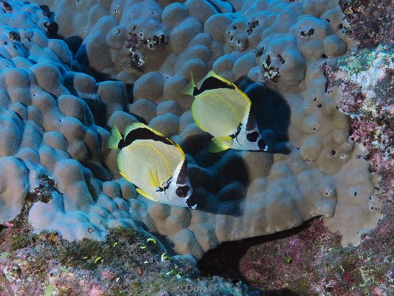 duiken san benedicto butterfly fish