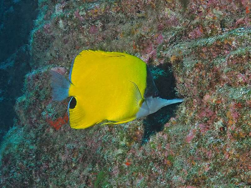 duiken san benedicto butterfly fish