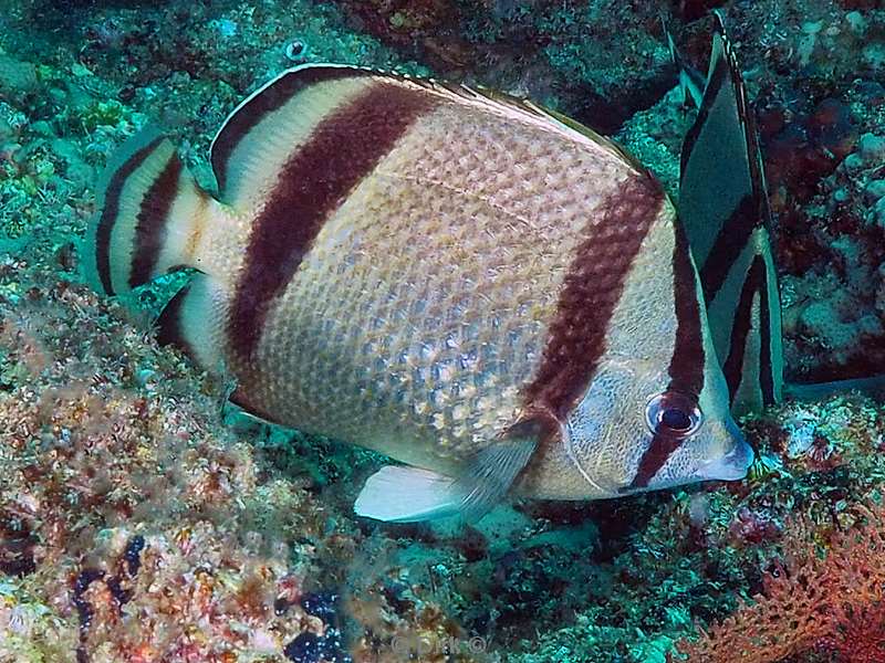 diving la reyna sea of cortez butterfly fish