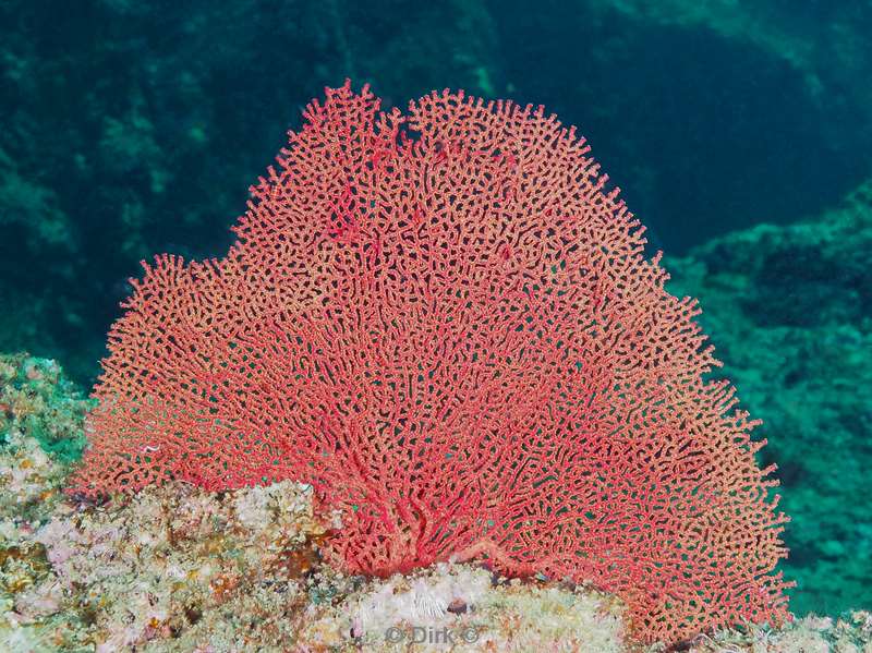 diving la reyna sea of cortez coral