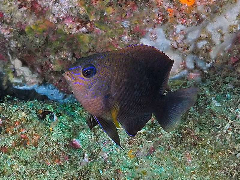 diving los islotes sea of cortez damselfish