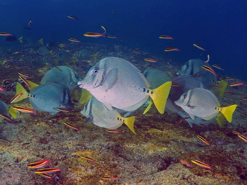 diving los islotes sea of cortez sea doctor fish