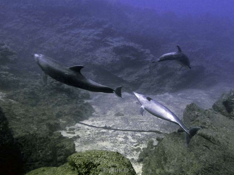 duiken socorro cabo pearle dolphin