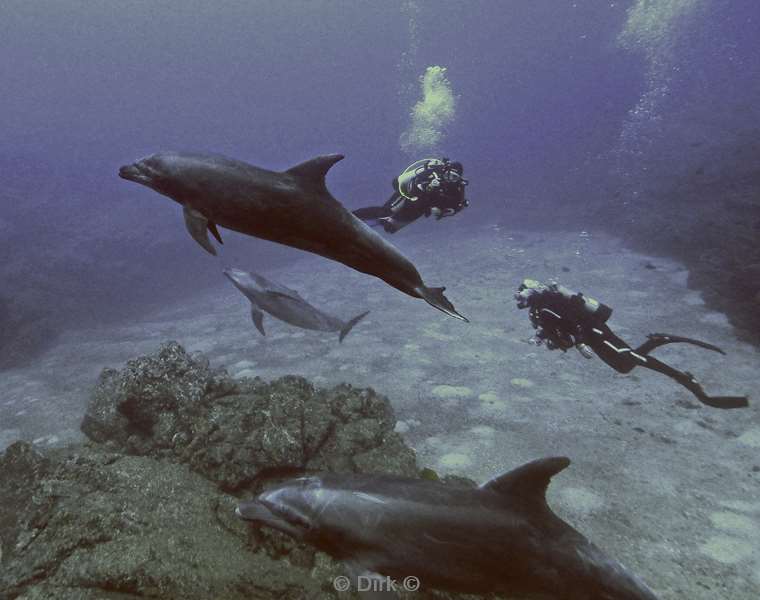 duiken socorro cabo pearle dolphin