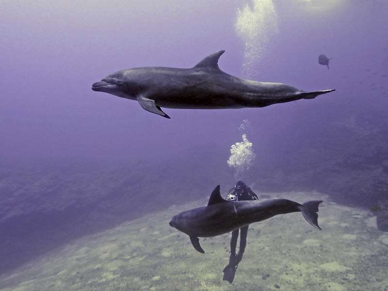 socorro cabo pearle dolphin