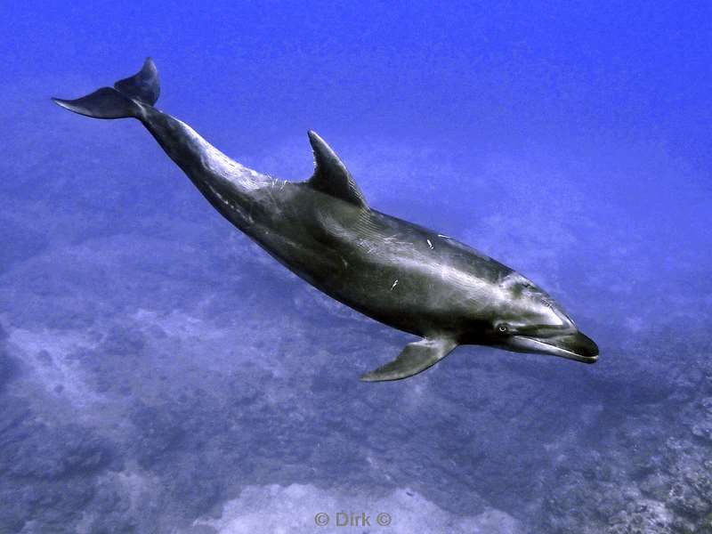 duiken socorro cabo pearle dolphin