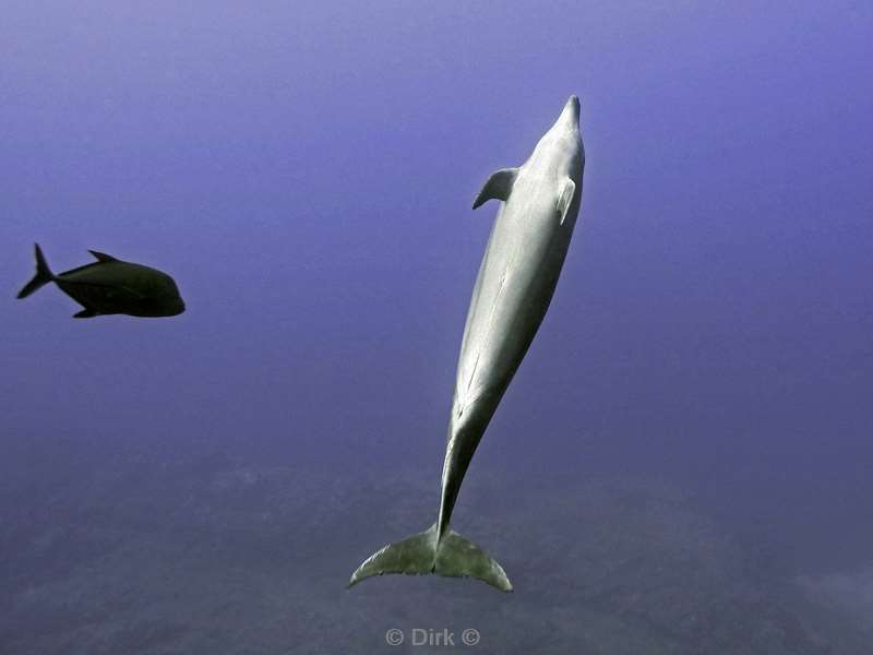 duiken socorro cabo pearle dolphin