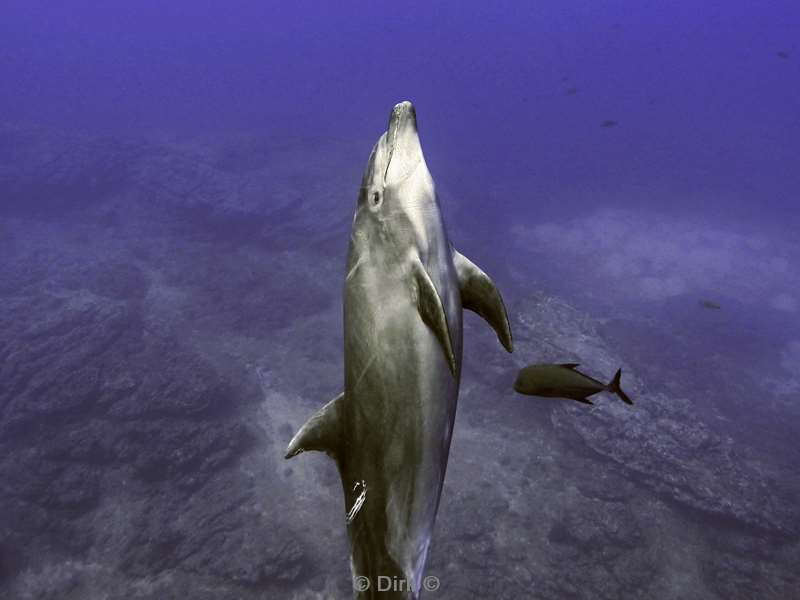 duiken socorro cabo pearle dolphin