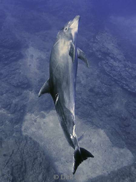 socorro cabo pearle dolphin