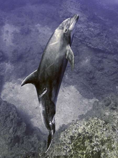 socorro cabo pearle dolphin