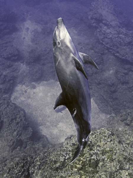 socorro cabo pearle dolphin