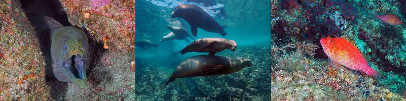 photos carpenter rock Sea of Cortez