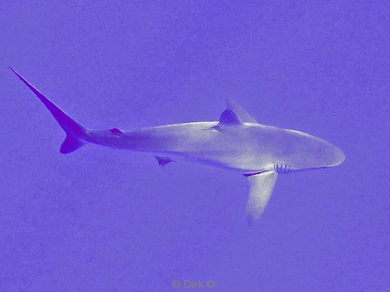 duiken roca partida galapagos shark