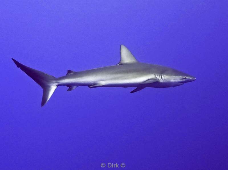 duiken roca partida galapagos shark