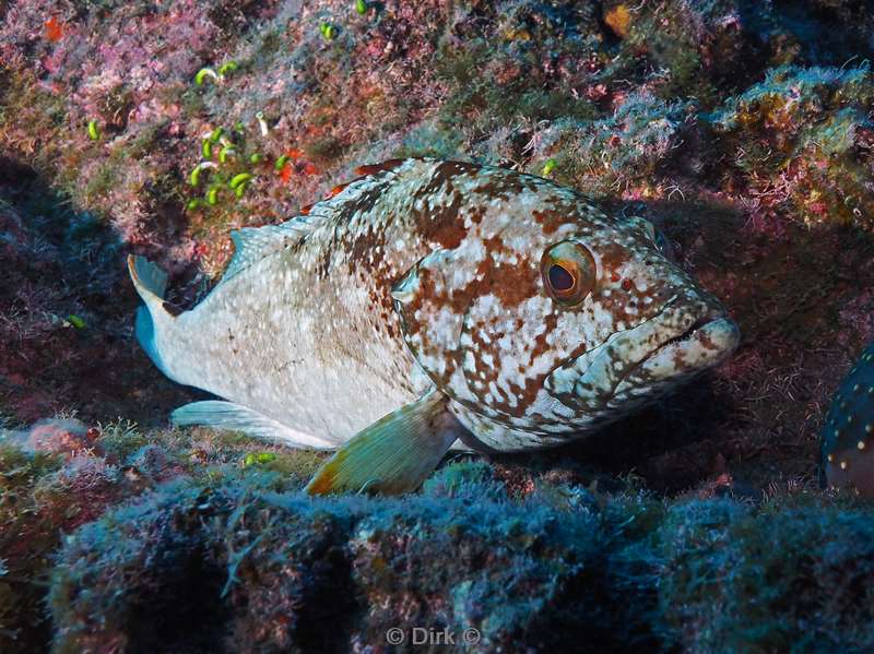 duiken san benedicto grouper