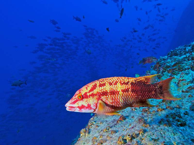 duiken roca partida grouper