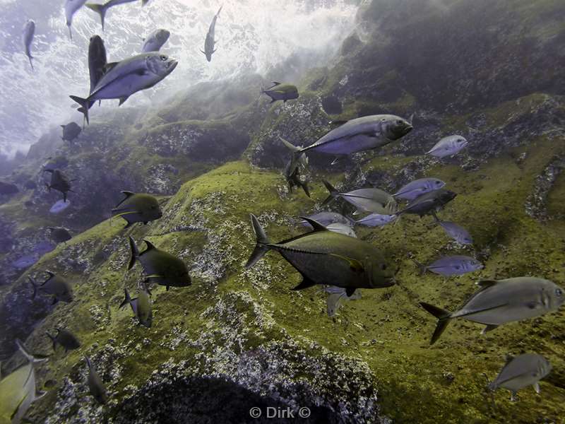 duiken roca partida jackfish