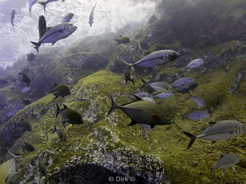 roca partida jackfish